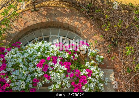 Finestra ad arco e balcone fiorito della casa veneziana in primavera, Venezia, Italia Foto Stock