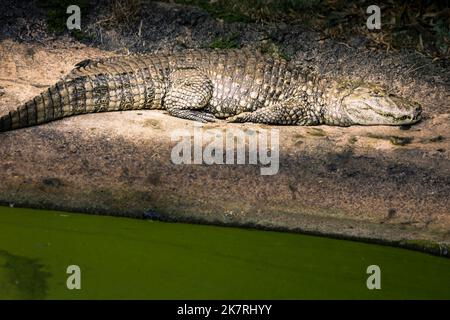 Alligatore che prende un bagno di sole su un banco di sabbia ai margini di un fiume, Pantanal Foto Stock