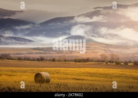 Raccolta di fieno da una fattoria, balle di paglia nel campo agricolo, Bulgaria Foto Stock