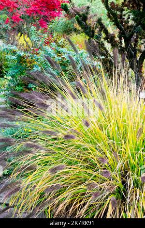 Pennisetum alopecuroides Japonicum, Autunno, Pennisetum in Garden Scene erbe ornamentali Pennisetum giardino autunnale aiuole di fiori Foto Stock