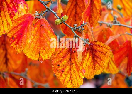 Hamamelis autunno, Hamamelis 'Aurora', Hitch Hazel 'Aurora', Hamamelis x intermedia, diventa rosso, Lascia sul ramo Foto Stock