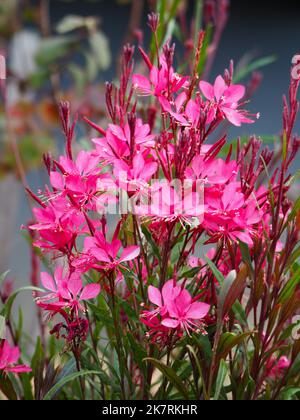 Rosa caldo Gaura Lindheimeri Bush o Whirling Butterfly fiori, giardino cottage sulla costa australiana, fioritura in massa Foto Stock