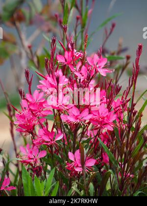 Rosa caldo Gaura Lindheimeri Bush o Whirling Butterfly fiori, giardino cottage sulla costa australiana, fioritura in massa Foto Stock