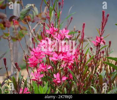 Rosa caldo di Gaura Lindheimeri Bush o fiori di farfalle Whirling, giardino costiero australiano, fioritura su massa Foto Stock