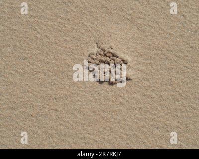 Cose da mare, un mazzo di palline di sabbia o pellet formati da granchi gorgogliatore di sabbia, sottoprodotto dopo filtrazione di sostanze nutritive, Australian Beach Foto Stock
