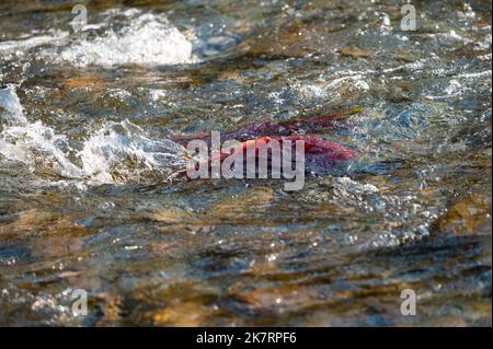 Spruzzi d'acqua e salmone calcinato nel fiume Adams nuotando a monte come parte della massiccia migrazione di salmone quadrennial 'dominant' run. Foto Stock