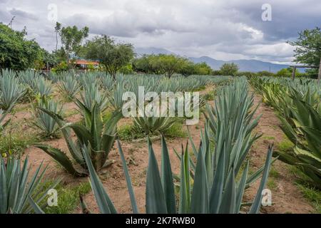 Una piantagione di agave per la produzione Mezcal nella Valle di Oaxaca vicino a Teotitlan del Valle, Messico meridionale. Foto Stock