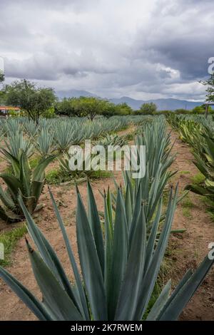 Una piantagione di agave per la produzione Mezcal nella Valle di Oaxaca vicino a Teotitlan del Valle, Messico meridionale. Foto Stock