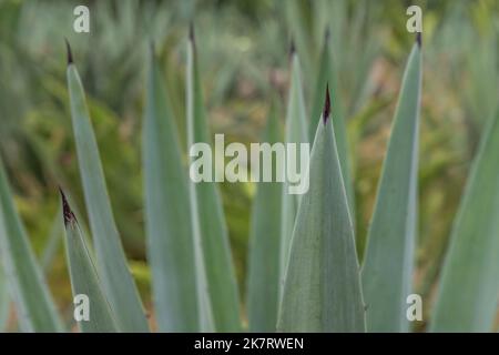 Una piantagione di agave per la produzione Mezcal nella Valle di Oaxaca vicino a Teotitlan del Valle, Messico meridionale. Foto Stock