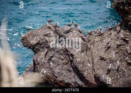 Un gregge di noddy terns neri, Anous minutus, arroccato su una roccia slave vicino alla spiaggia di sabbia nera al Waianapanapa state Park, Maui, Hawaii. Chiamato Noio in Foto Stock