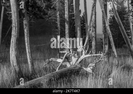 Immagine in bianco e nero degli alberi nel Parco Nazionale di Yellowstone, Wyoming, USA Foto Stock