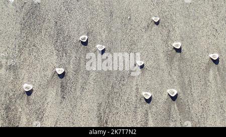 Piccole conchiglie di vongole piene di sabbia lasciate dalla marea in declino e gettate piccole ombre su una spiaggia della Nuova Zelanda Foto Stock
