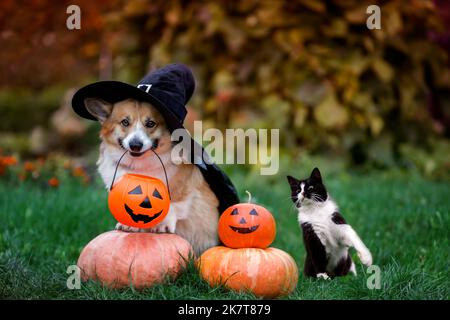 Simpatici amici divertenti un cane corgi in un cappellino nero carnevale e impermeabile e un gatto seduto su zucche di Halloween arancione nel giardino d'autunno Foto Stock