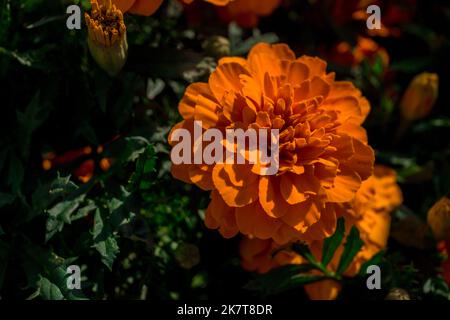 Sfondo floreale - fiori luminosi marigolds arancio - fiore tradizionale, che viene utilizzato come decorazione, condimento, medicina Foto Stock