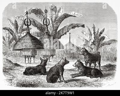 Cani e stalle su palafitte del popolo Azande, Repubblica Democratica del Congo. Africa. Cuore dell'Africa tre anni di viaggi e avventure nelle regioni inesplorate dell'Africa Centrale di Georg August Schweinfurth, 1868-1871 Foto Stock