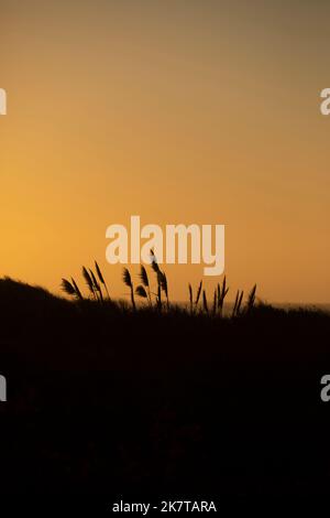 Il tramonto illumina le dune di sabbia erbose della spiaggia di Manila a Eureka, California, USA. Foto Stock