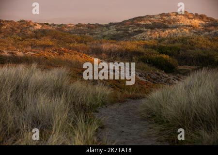 Il tramonto illumina le dune di sabbia erbose della spiaggia di Manila a Eureka, California, USA. Foto Stock