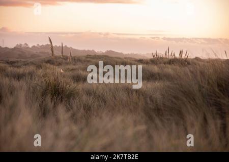 Il tramonto illumina le dune di sabbia erbose della spiaggia di Manila a Eureka, California, USA. Foto Stock