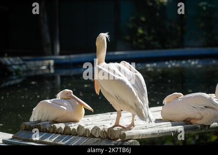 Dettagli con pellicani in uno zoo dell'Europa orientale. Foto Stock