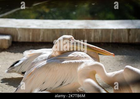 Dettagli con pellicani in uno zoo dell'Europa orientale. Foto Stock