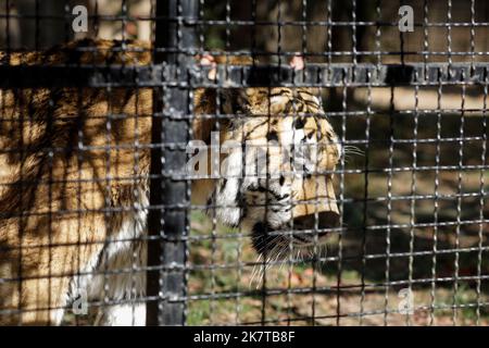 Tigre siberiana in gabbia in uno zoo dell'Europa orientale. Fauna selvatica in gabbia. Abuso di animali. Foto Stock