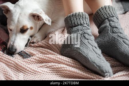 Gambe di una giovane ragazza in calzini intimi. Gambe femminili in calze calde a plaid. Il cane dorme accanto alla ragazza. Concetto di stagione di riscaldamento Foto Stock