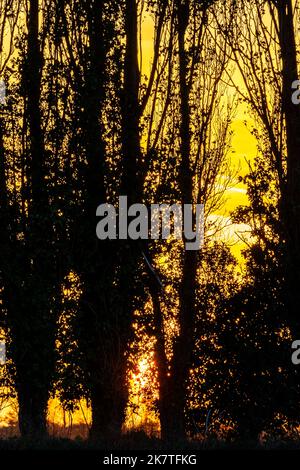 Il cielo dell'alba dietro una fila di alberi di pioppo in campagna nel Kent. Primo piano degli alberi che si stagliano contro un cielo giallo. Autunno. Foto Stock