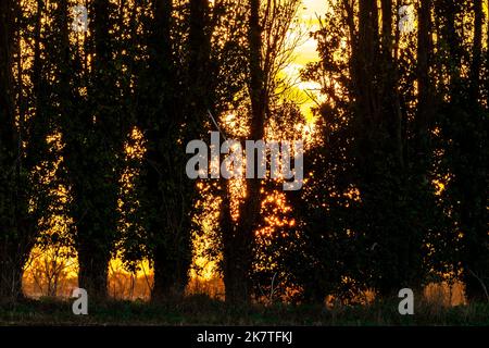 Il cielo dell'alba dietro una fila di alberi di pioppo in campagna nel Kent. Primo piano degli alberi che si stagliano contro un cielo giallo. Autunno. Foto Stock