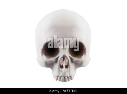Cranio umano isolato su sfondo bianco con tracciato di ritaglio Foto Stock