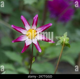 Fiori estivi di viola pianta tuberosa fiorita Dahlia Midnight Star UK luglio Foto Stock