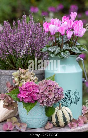 composizione floreale con bouquet di fiori di idrangea, ciclamino rosa e fiore di erica in vasi d'epoca Foto Stock