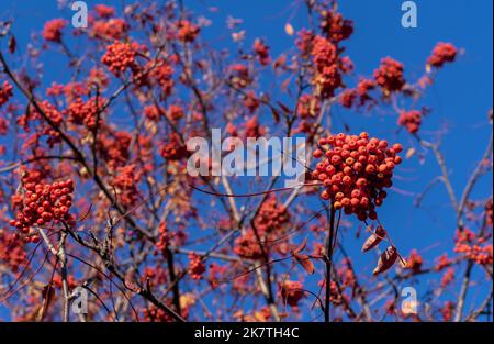 rowan rosso raggruppa di contro un cielo blu. Rami di Rowan con frutti maturi. Foto Stock