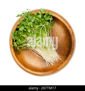 Kale spara, microgreens in una ciotola di legno. Pronto a mangiare giovani piante di cavolo verde e piante giovani di foglie. Balena a foglie di riccio germogliata, Brassica oleracea. Foto Stock