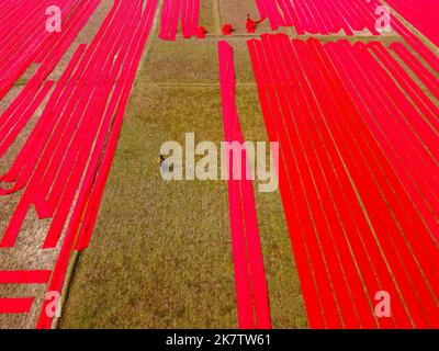 Narsingdi, Dhaka, Bangladesh. 19th Ott 2022. Centinaia di metri di tessuti rossi luminosi sono disposti in file ordinate attraverso un campo a Narsingdi, Bangladesh. Conosciuta come ''Lal Shalu'' per la gente del posto, le lunghe salviette rosse sono allestite per asciugarsi sotto il sole caldo, essendo state tinte con colore rosso brillante. L'uso della luce solare per asciugare i tessuti riduce i costi di produzione in quanto è più economico e sostenibile. Il metodo di asciugatura ecocompatibile si estende su un'area pari a 5 campi da calcio e richiede fino a 6 ore di tempo per essere completato dopo essere stato messo dai lavoratori all'alba. Credit: ZUMA Press, Inc Credito: ZUMA Press, Foto Stock