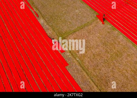 Narsingdi, Dhaka, Bangladesh. 19th Ott 2022. Centinaia di metri di tessuti rossi luminosi sono disposti in file ordinate attraverso un campo a Narsingdi, Bangladesh. Conosciuta come ''Lal Shalu'' per la gente del posto, le lunghe salviette rosse sono allestite per asciugarsi sotto il sole caldo, essendo state tinte con colore rosso brillante. L'uso della luce solare per asciugare i tessuti riduce i costi di produzione in quanto è più economico e sostenibile. Il metodo di asciugatura ecocompatibile si estende su un'area pari a 5 campi da calcio e richiede fino a 6 ore di tempo per essere completato dopo essere stato messo dai lavoratori all'alba. Credit: ZUMA Press, Inc Credito: ZUMA Press, Foto Stock