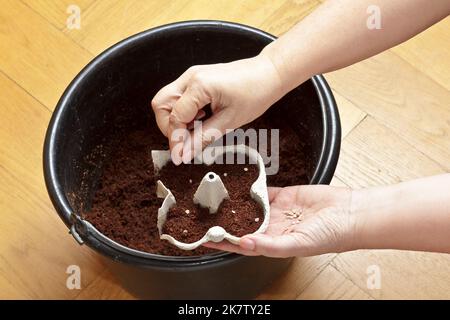 Passo per passo istruzione per piante di pomodoro in crescita economica da semi su un windowsill: 2. Posare due semi sul suolo di ogni pentola di avviamento o cellula. Foto Stock