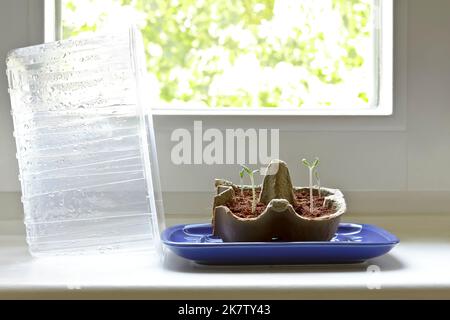 Passo per passo istruzione per piante di pomodoro in crescita economica da semi su un windowsill: 6. Dopo 4 a 10 giorni i primi plantlets apparirà. Foto Stock