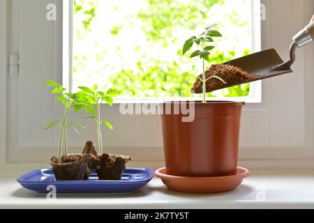 Istruzioni passo per passo per la coltivazione di piante di pomodoro da semi su un davanzale: 8. Scegliere le piante più forti e rimetterle in contenitori più grandi Foto Stock