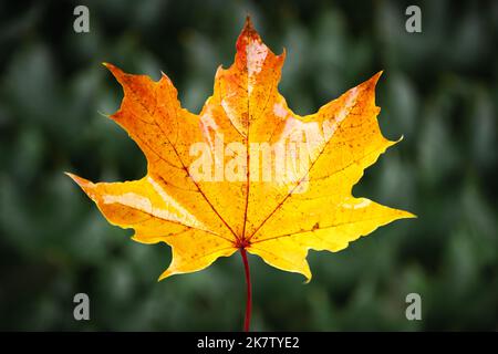 Primo piano con foglia d'acero d'autunno arancione. Concetto di stagione autunnale Foto Stock