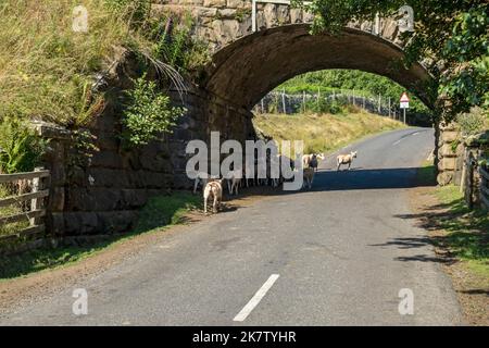 Vagare pecore gregge al riparo dal calore ombra sotto un ponte d'estate vicino Goathland North York Moors National Park North Yorkshire Inghilterra Regno Unito Foto Stock