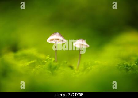 Bellissimo scatto macro di due funghi boschivi in muschio. Macro fotografia naturalistica Foto Stock