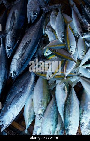 Yellowstripe scad, Selaroides leptolepis, conosciuto anche come yellowstripe trevally, giallo-bandito trevally. Pesce fresco dell'oceano per la vendita nel mercato fresco Foto Stock