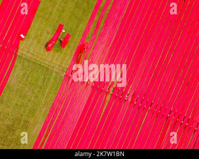 Narsingdi, Dhaka, Bangladesh. 19th Ott 2022. Centinaia di metri di tessuti rossi luminosi sono disposti in file ordinate attraverso un campo a Narsingdi, Bangladesh. Conosciuta come ''Lal Shalu'' per la gente del posto, le lunghe salviette rosse sono allestite per asciugarsi sotto il sole caldo, essendo state tinte con colore rosso brillante. L'uso della luce solare per asciugare i tessuti riduce i costi di produzione in quanto è più economico e sostenibile. Il metodo di asciugatura ecocompatibile si estende su un'area pari a 5 campi da calcio e richiede fino a 6 ore di tempo per essere completato dopo essere stato messo dai lavoratori all'alba. Credit: ZUMA Press, Inc./Alamy Live News Foto Stock