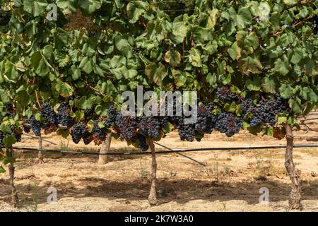 Grappoli di uve da vino rosso che crescono in vigna Foto Stock