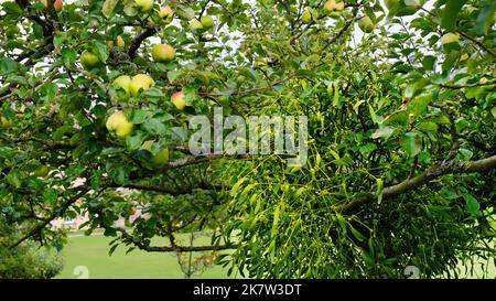 Vischio che cresce su un albero di mele in un giardino inglese, Regno Unito - John Gollop Foto Stock