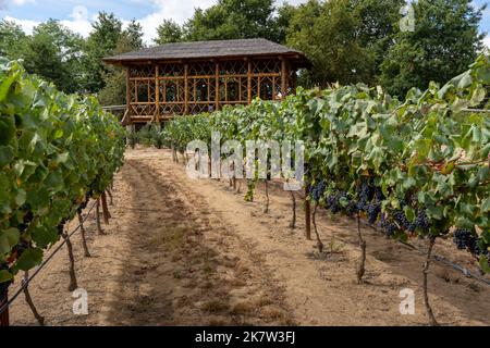 Gazebo di legno presso i vigneti di Casa das Fidalgas, Santar Vila Jardim, Santar, Portogallo, Europa Foto Stock