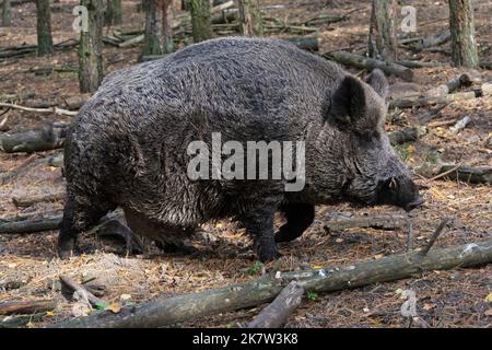 Cinghiale adulto nella foresta Foto Stock