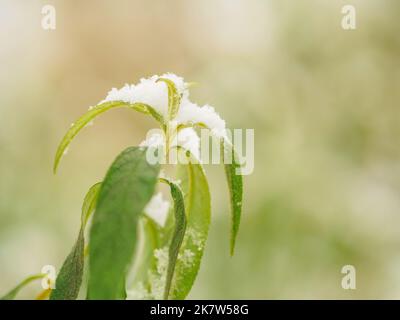 foglie verdi su un piccolo ramoscello coperto di neve, prima neve e inizio della stagione invernale Foto Stock