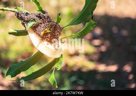 Nido d'ape su un ramo dell'albero e sciame ape miele su alveare pettine Foto Stock