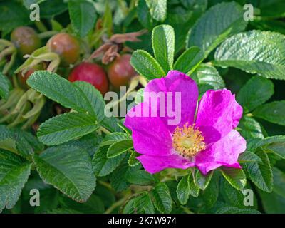 Primo piano di rosa rosa con i suoi frutti, fianchi di rosa, sullo sfondo Foto Stock